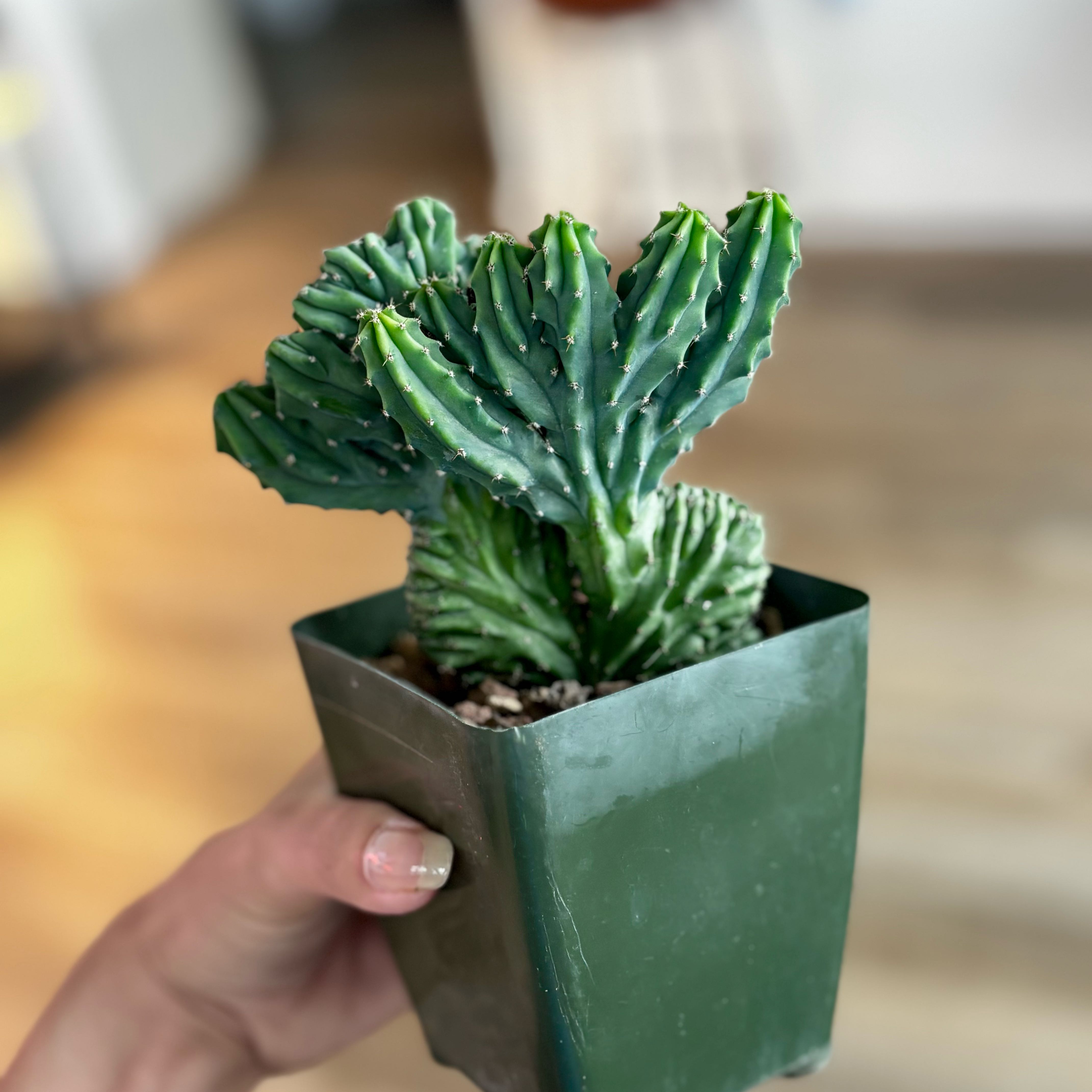 Photo of the plant species Marginatocereus marginatus by @MossAndMischief named Pecos on Greg, the plant care app