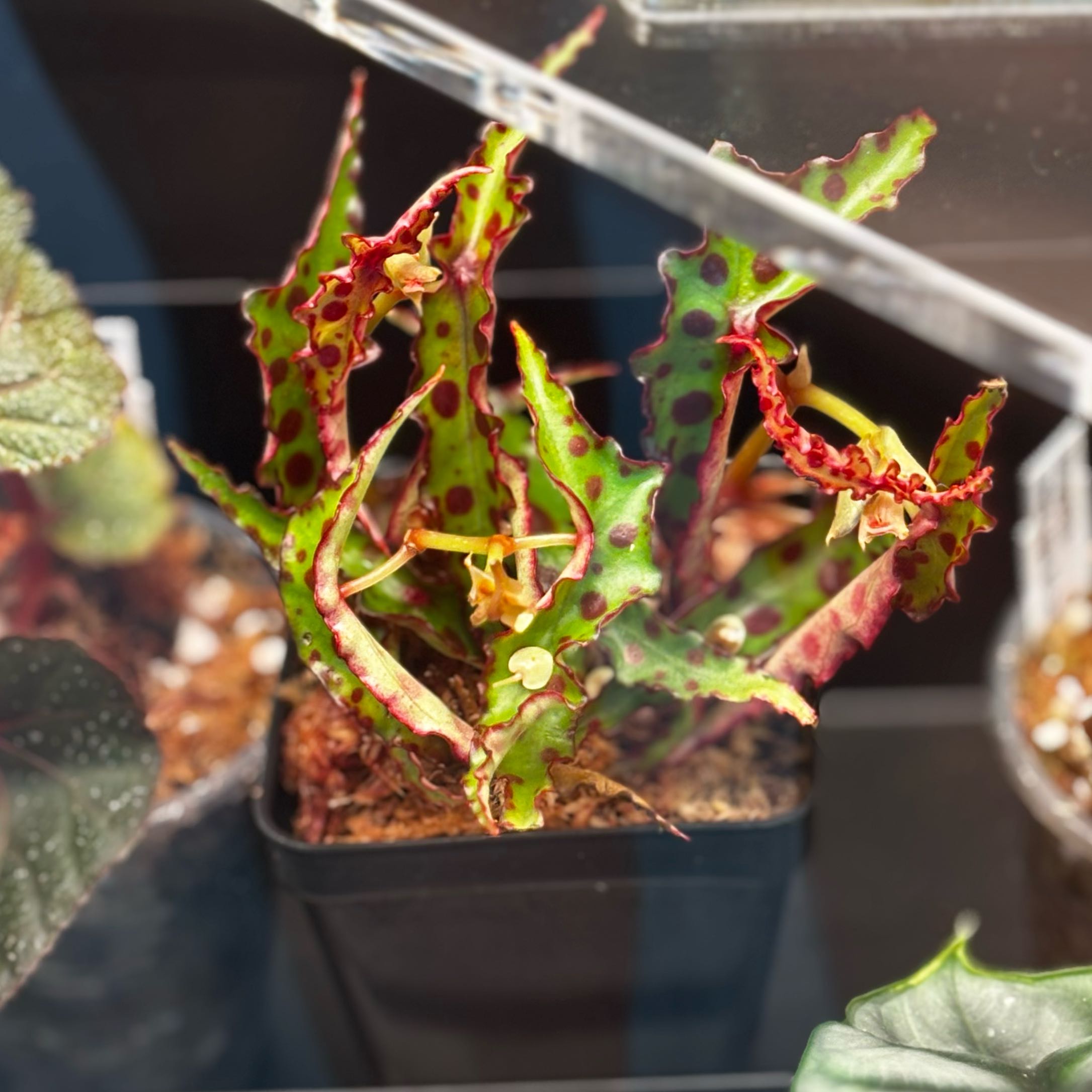 Photo of the plant species Begonia amphioxus by @MossAndMischief named Gigi on Greg, the plant care app