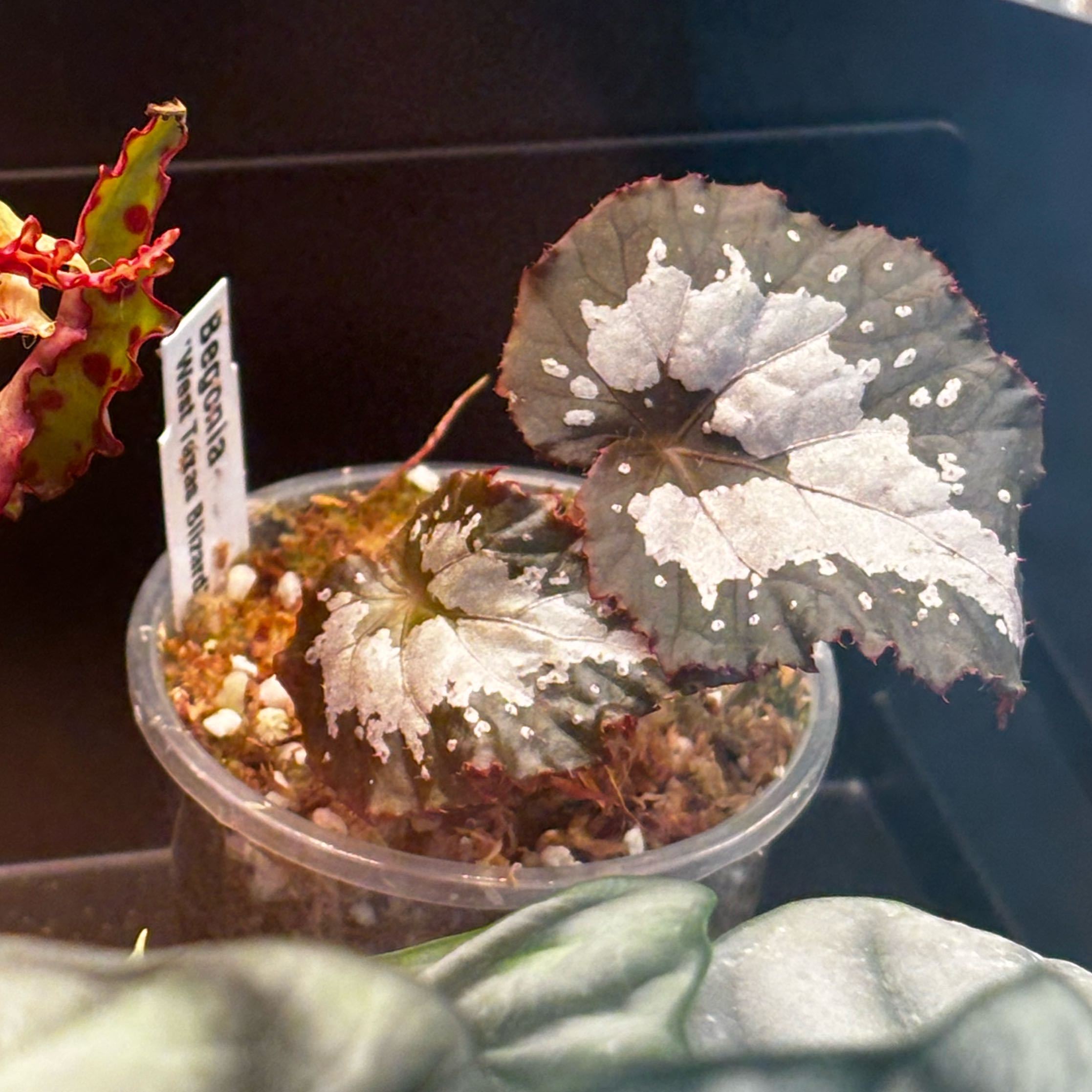 Photo of the plant species Begonia Jurassic Silver Point by @MossAndMischief named Odessa on Greg, the plant care app