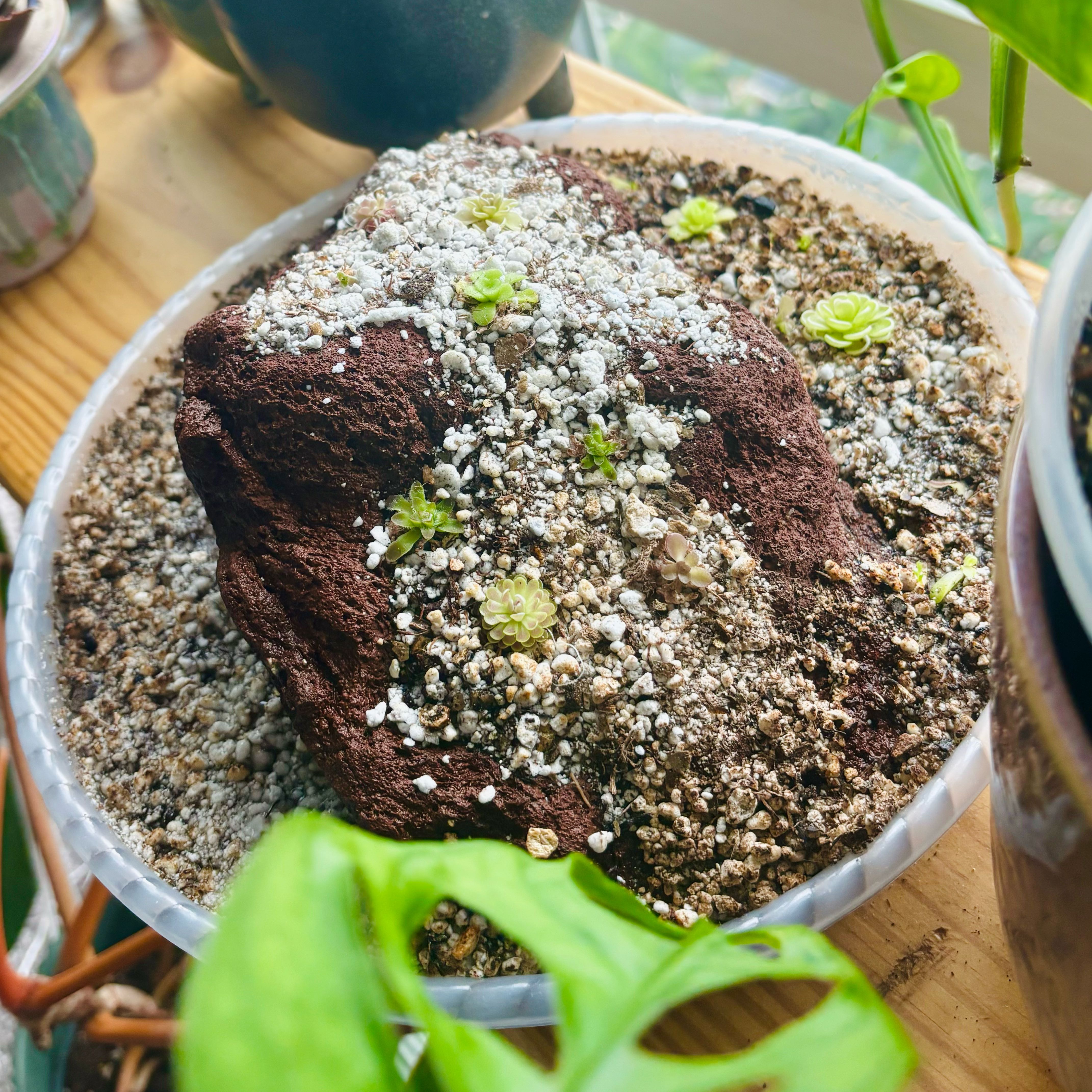 Photo of the plant species Pinguicula ehlersiae by @MossAndMischief named Lumi on Greg, the plant care app