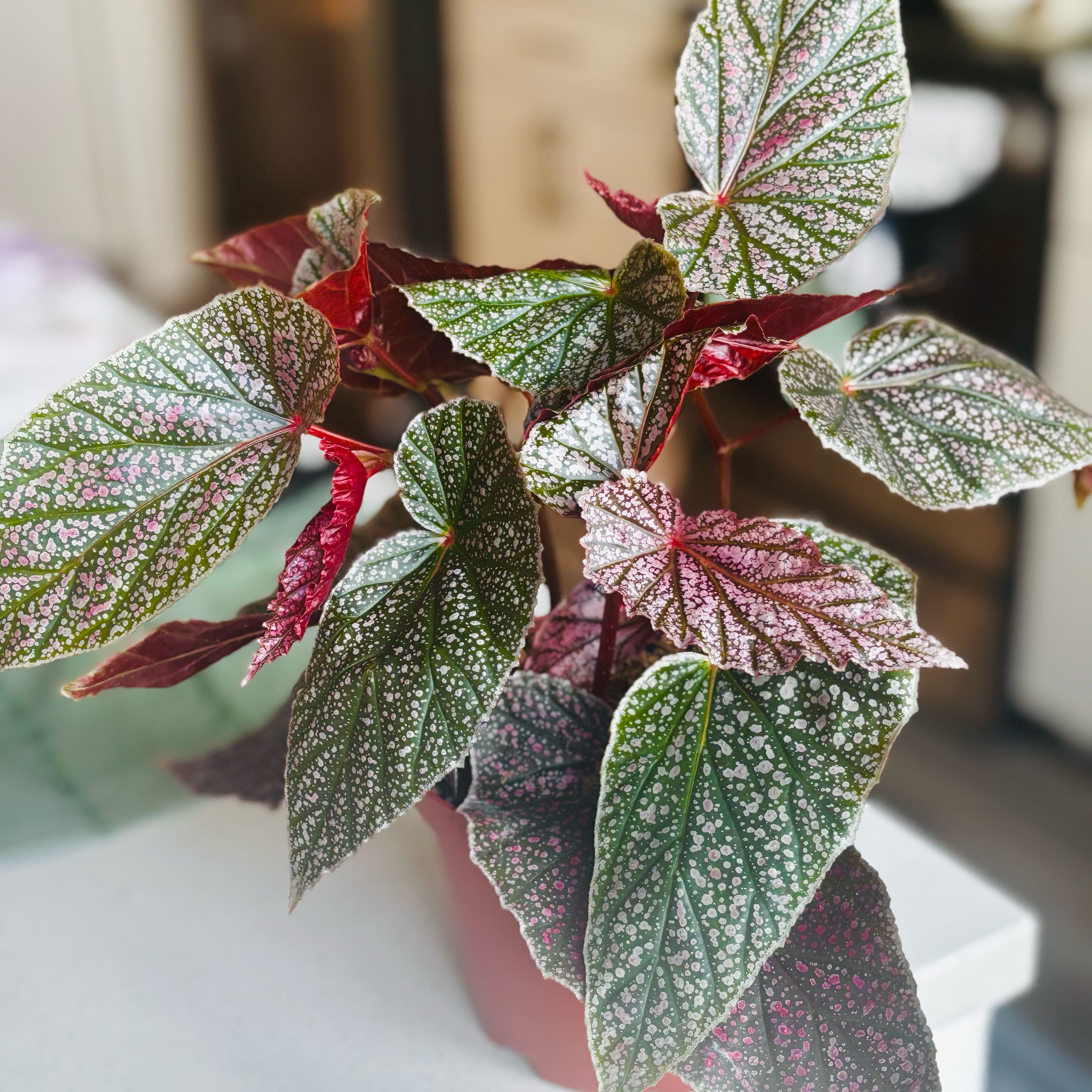 Photo of the plant species begonia rex hybrid by @MossAndMischief named Rosie on Greg, the plant care app
