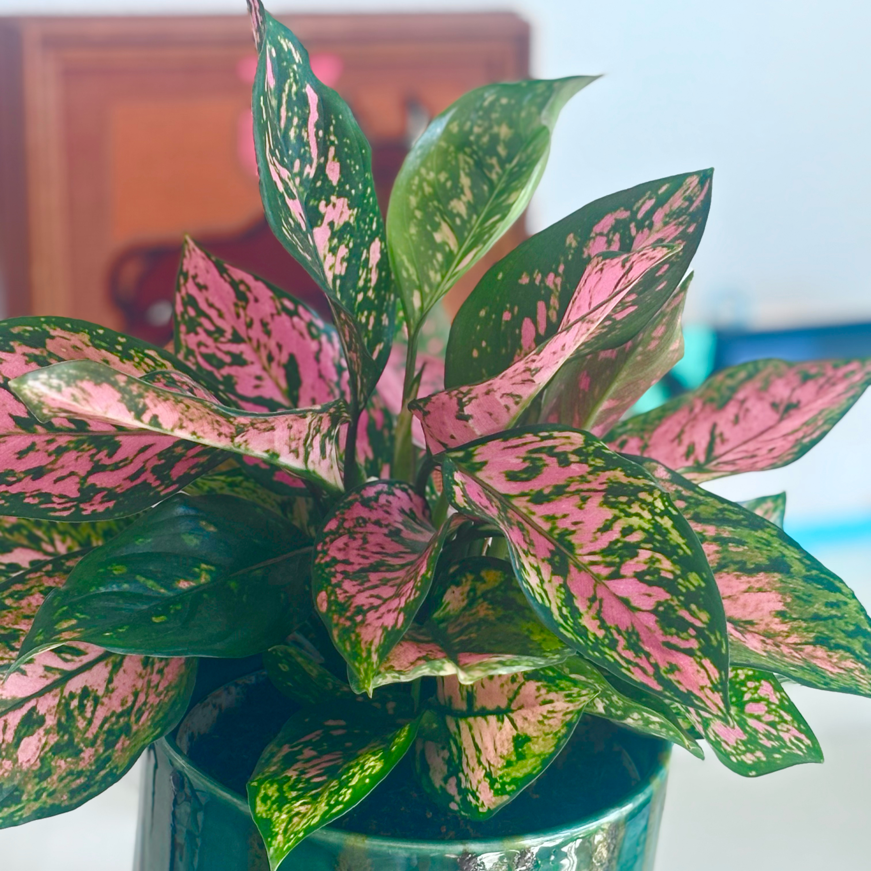 Photo of the plant species Chinese Evergreen by @DeluxeAloeguido named Val on Greg, the plant care app