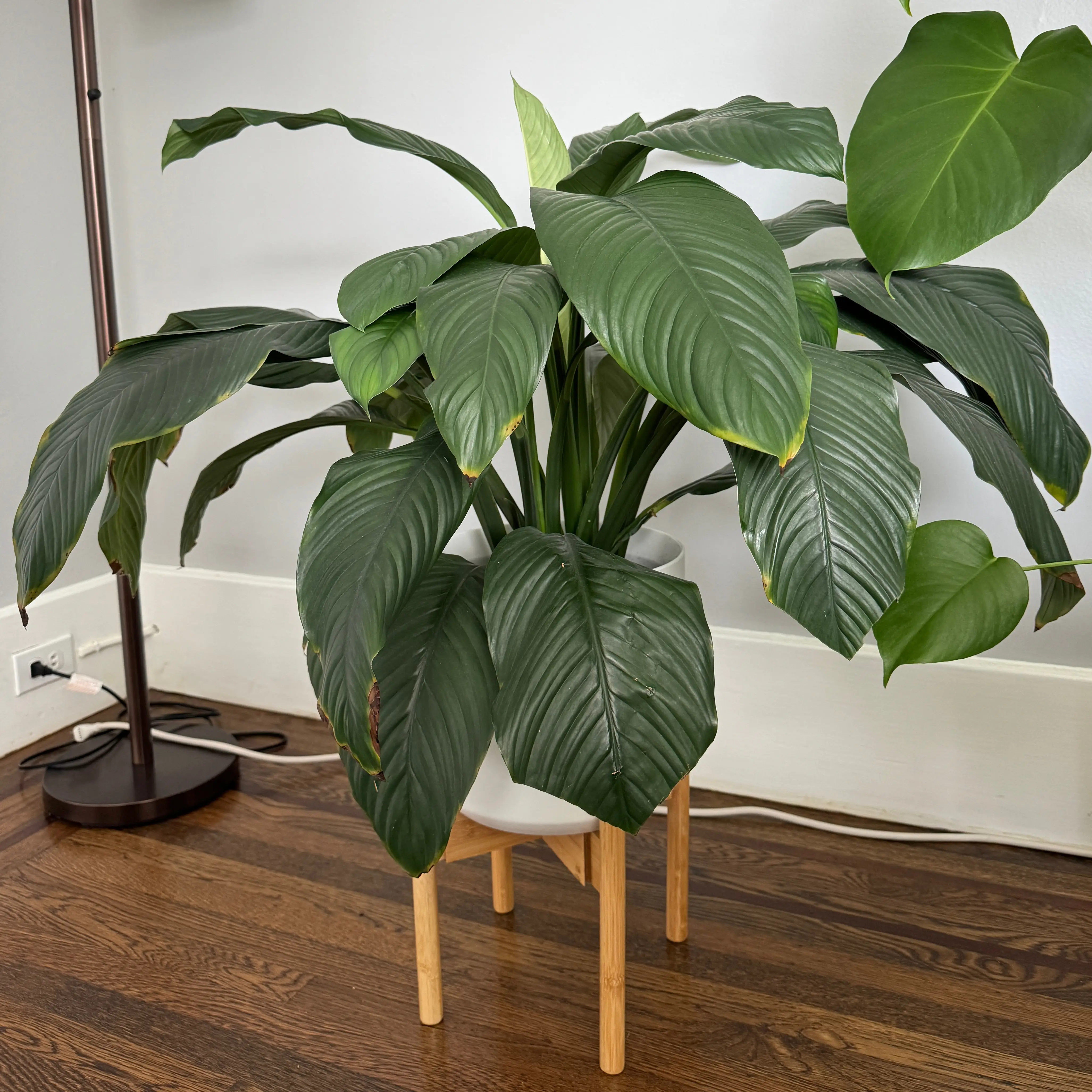 Peace Lily plant photo by @kris10chew named Parker on Greg, the plant care app.