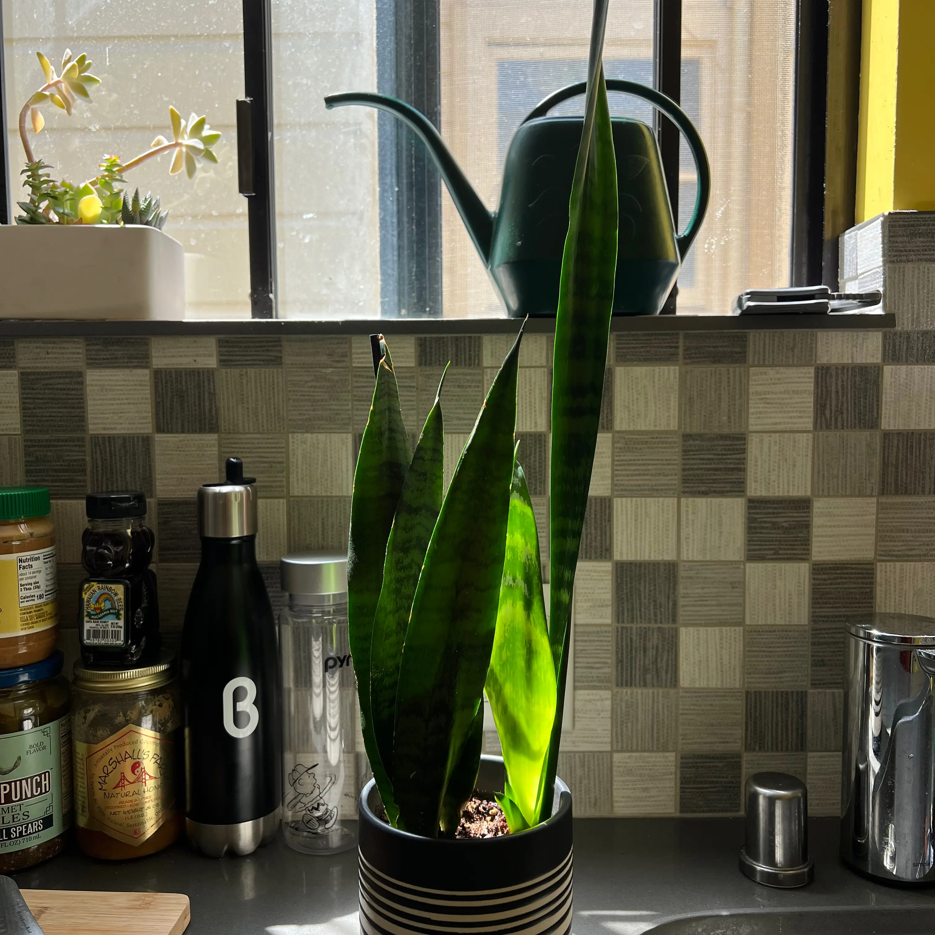 Snake Plant plant photo by @kris10chew named Sammy on Greg, the plant care app.
