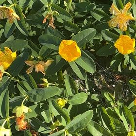 Photo of the plant species St. John's Wort by @SkilledChisme55 named Harmony on Greg, the plant care app