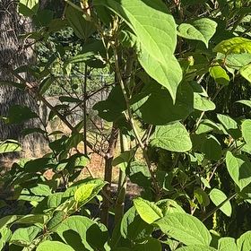 Photo of the plant species Japanese Knotweed by @SkilledChisme55 named Robert Plant on Greg, the plant care app