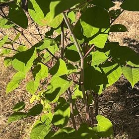 Photo of the plant species Japanese Knotweed by @SkilledChisme55 named Bruce Lee on Greg, the plant care app