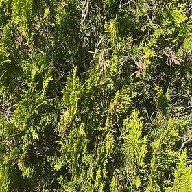 Photo of the plant species Oriental Arborvitae by @SkilledChisme55 named Cleopatra on Greg, the plant care app