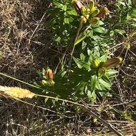 Photo of the plant species Humboldt's Lily by @SkilledChisme55 named Aria on Greg, the plant care app