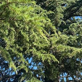 Photo of the plant species Douglas Fir by @SkilledChisme55 named Harper on Greg, the plant care app