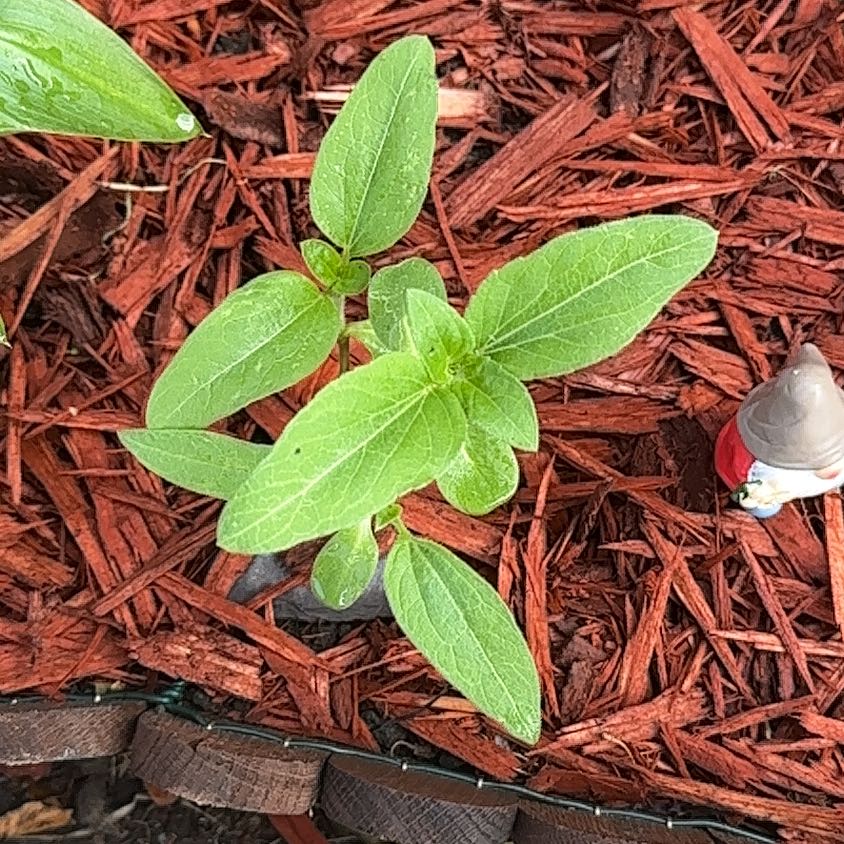 Photo of the plant species Russian Giant Sunflower by @RelievedAster27 named Scarlett on Greg, the plant care app