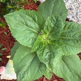 Photo of the plant species Russian Giant Sunflower by @RelievedAster27 named Luna on Greg, the plant care app