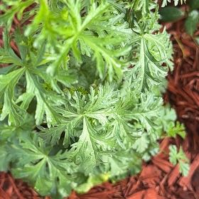 Photo of the plant species Musk Mallow by @RelievedAster27 named Foxxy on Greg, the plant care app