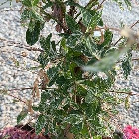 Photo of the plant species flamingo willow by @RelievedAster27 named Robert Plant on Greg, the plant care app