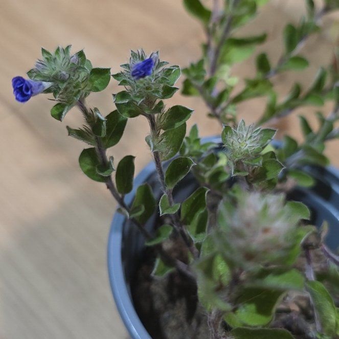 Photo of the plant species Shaggy Dwarf Morning-Glory by @RadWharangi97 named Diana on Greg, the plant care app