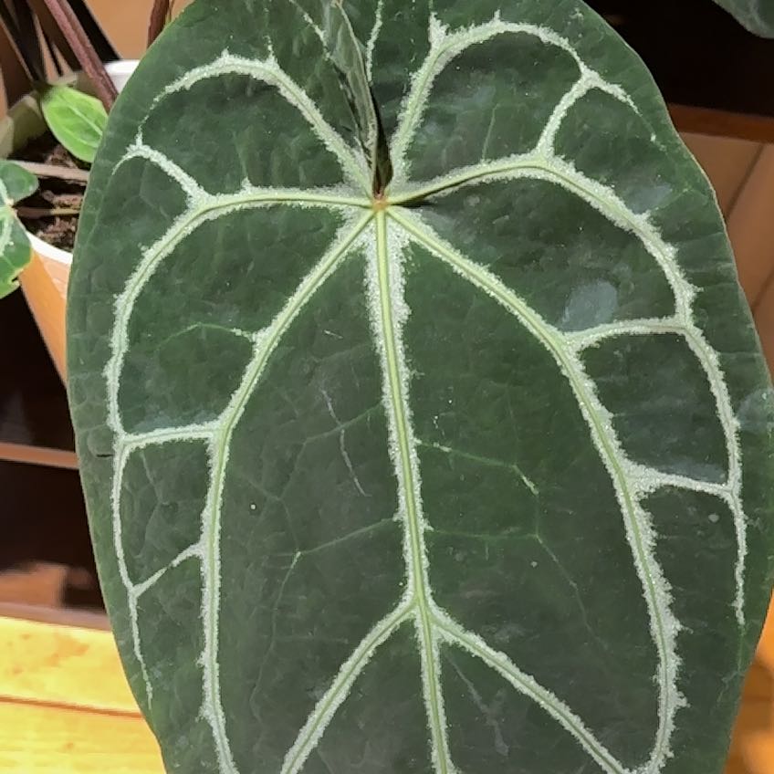Photo of the plant species Anthurium Doc Block F2 by @BuffPansy73 named Doc block on Greg, the plant care app