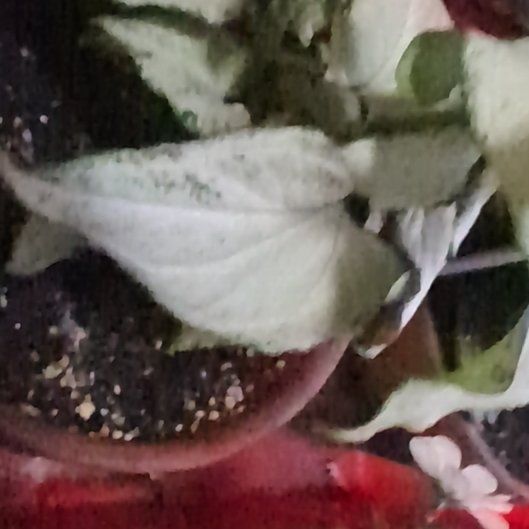 Photo of the plant species California Milkweed by @TastyRedfir8 named Huckleberry Fern on Greg, the plant care app