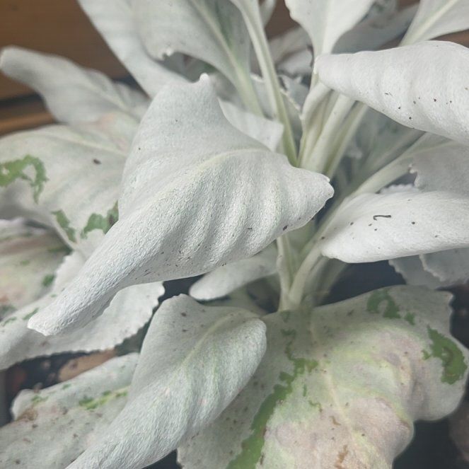 Planty