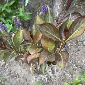 Photo of the plant species Virginia Sweetspire by @TenableAntplant named Harmony on Greg, the plant care app