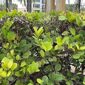 Photo of the plant species Coco Plum by @GiftedRedash56 named Anne on Greg, the plant care app