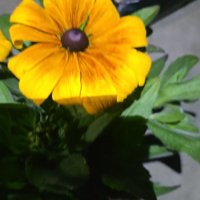 Photo of the plant species Rudbeckia 'Ruby Ruby' by @WinZinnia50 named Harmony on Greg, the plant care app