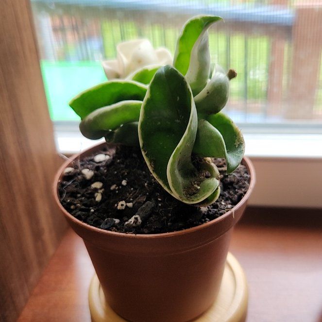 Photo of the plant species Hindu Rope Plant 'Regalis' by @AwakeWoreya33 named Demi on Greg, the plant care app