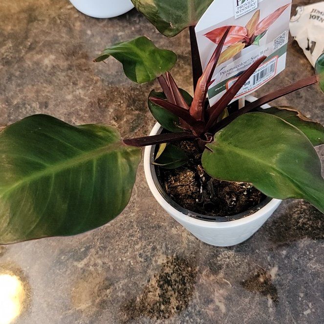 Photo of the plant species Philodendron 'Prismacolor™ Sun Red' by @AwakeWoreya33 named Duke on Greg, the plant care app