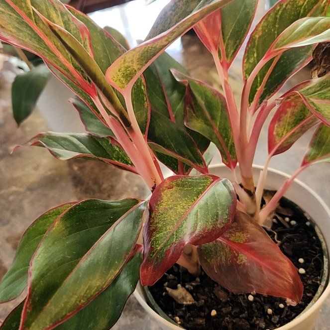 Photo of the plant species Red Chinese Evergreen by @AwakeWoreya33 named Aria on Greg, the plant care app