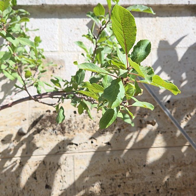 Photo of the plant species Blackthorn by @RoundLilac48 named Hemingway on Greg, the plant care app