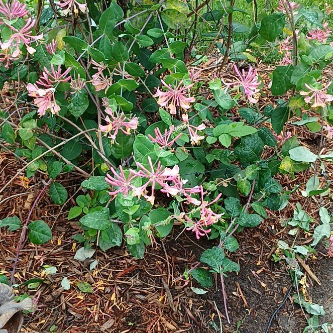 Photo of the plant species Etruscan Honeysuckle by @DeftStaraloe12 named Morgan Treeman on Greg, the plant care app