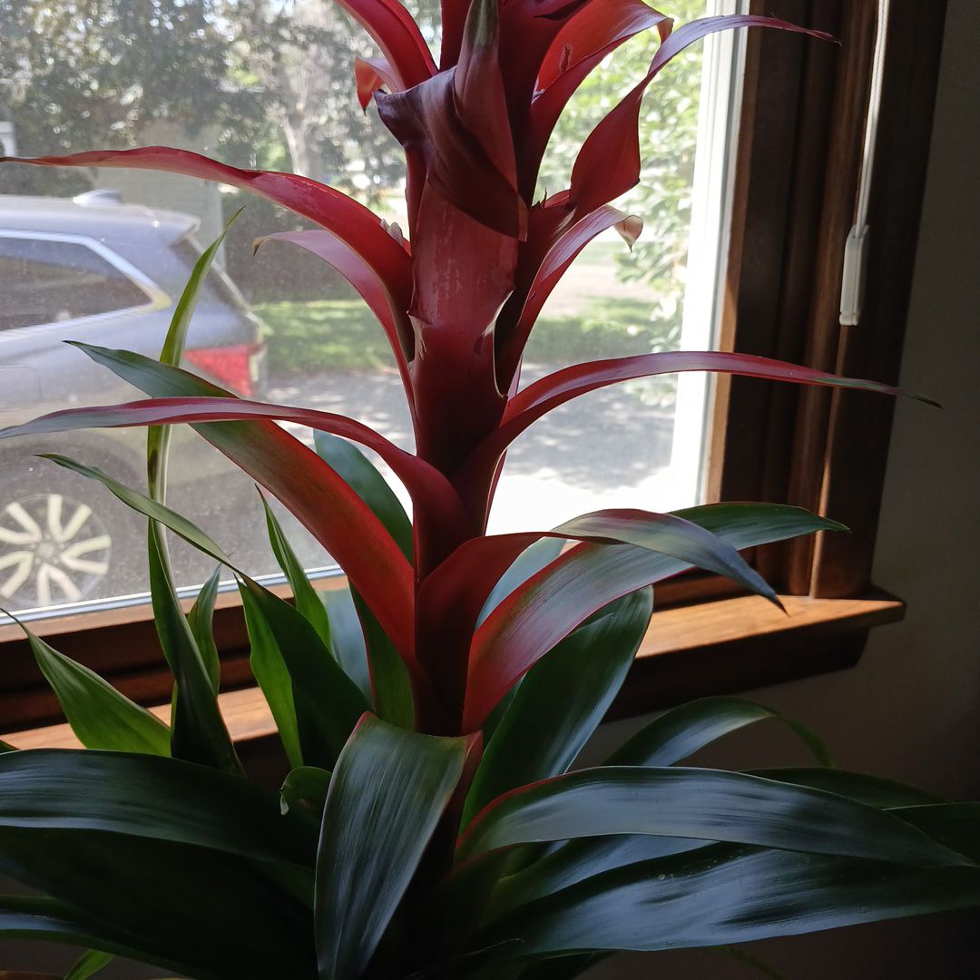 Scarlet Star Bromilaide