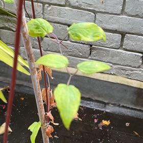 Photo of the plant species Evergreen Clematis by @SnazzyBonsai82 named Stella on Greg, the plant care app