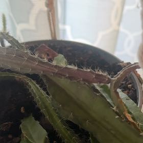 Photo of the plant species Orchid Cactus by @SmileyMexico93 named Hemingway on Greg, the plant care app