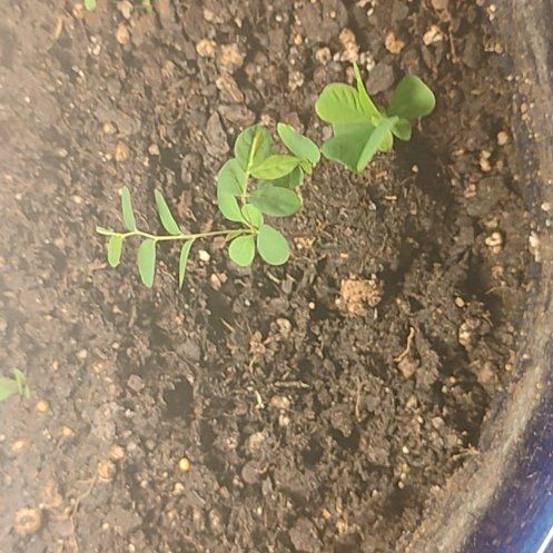 Photo of the plant species Purple Woodsorrel by @PoetCoralaloe74 named Figyonce on Greg, the plant care app