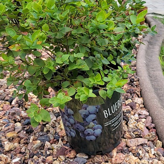 Photo of the plant species European Blueberry by @AmazingKoa7 named Kylie on Greg, the plant care app