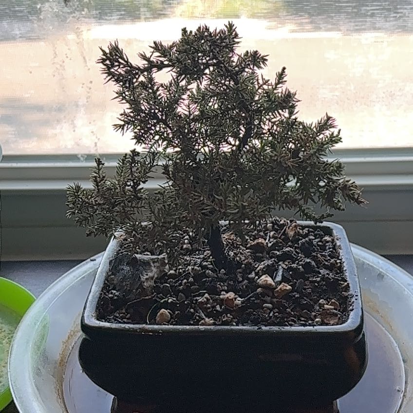 Photo of the plant species Eastern Spruce by @KeyBaibua49 named Daphne on Greg, the plant care app