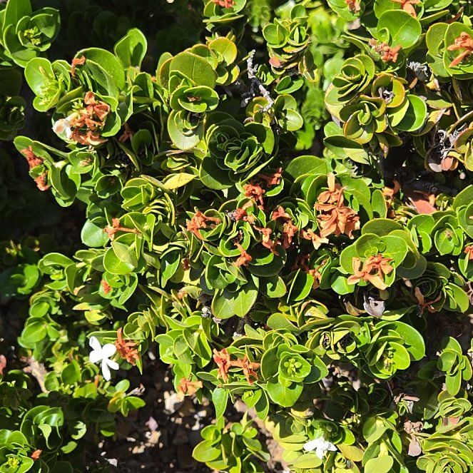 Photo of the plant species Red Bearberry by @FitTawapou70 named Captain Plant-it on Greg, the plant care app