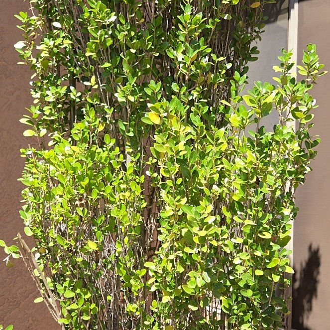 Photo of the plant species Black Mangrove by @FitTawapou70 named Taylor Swift on Greg, the plant care app