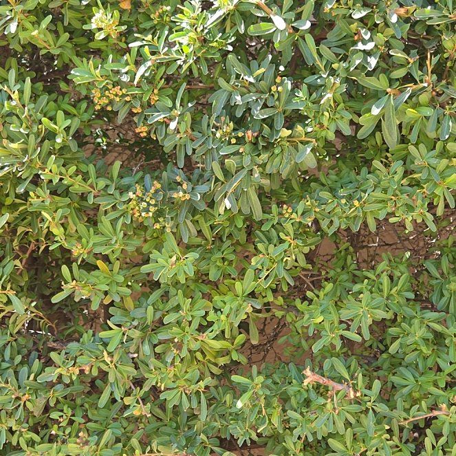 Photo of the plant species California Buckthorn by @FitTawapou70 named Sproutacus on Greg, the plant care app