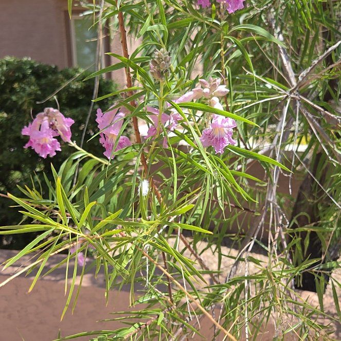 Photo of the plant species Desert Willow by @FitTawapou70 named Terra on Greg, the plant care app