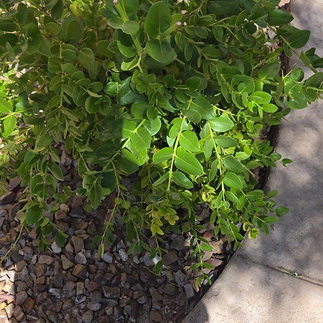 Photo of the plant species Natal Plum by @FitTawapou70 named Orlando Bloom on Greg, the plant care app
