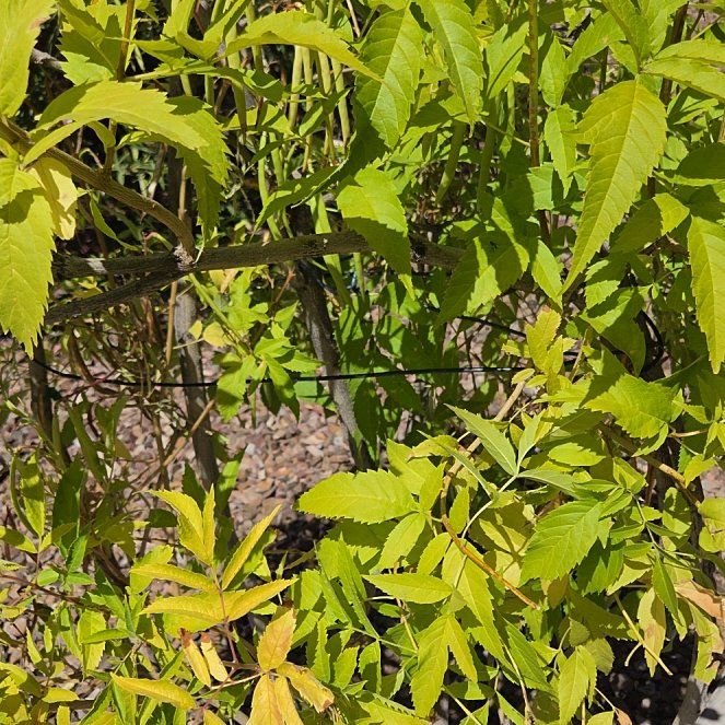 Photo of the plant species Yellow Bells by @FitTawapou70 named Keanu Leaves on Greg, the plant care app