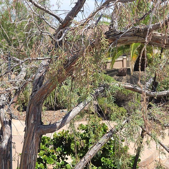 Photo of the plant species Bastard Cedar by @FitTawapou70 named Michelle Branch on Greg, the plant care app