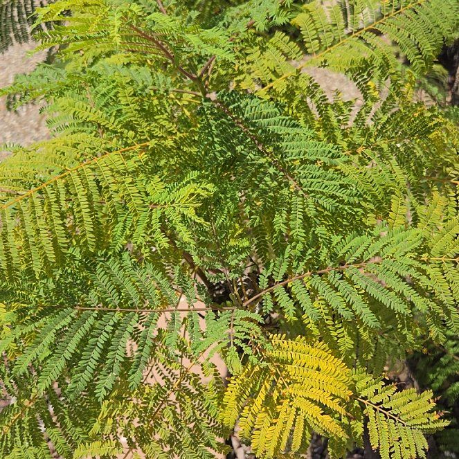 Photo of the plant species Jacaranda by @FitTawapou70 named Pax on Greg, the plant care app