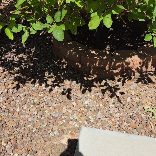Photo of the plant species Flinders Rose by @FitTawapou70 named Khaleesi on Greg, the plant care app