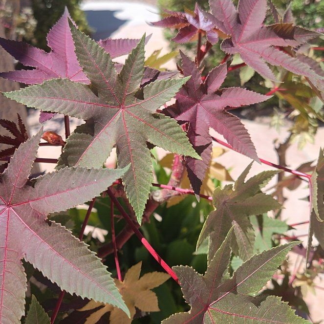 Photo of the plant species Ricinus by @FitTawapou70 named Harry on Greg, the plant care app