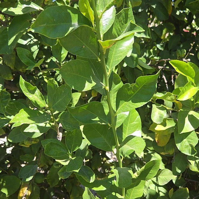 Photo of the plant species Garden Privet by @FitTawapou70 named Nithin on Greg, the plant care app