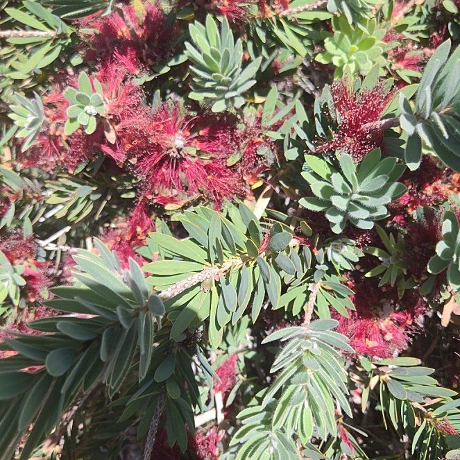 Photo of the plant species Metrosideros Excelsa by @FitTawapou70 named Messi on Greg, the plant care app