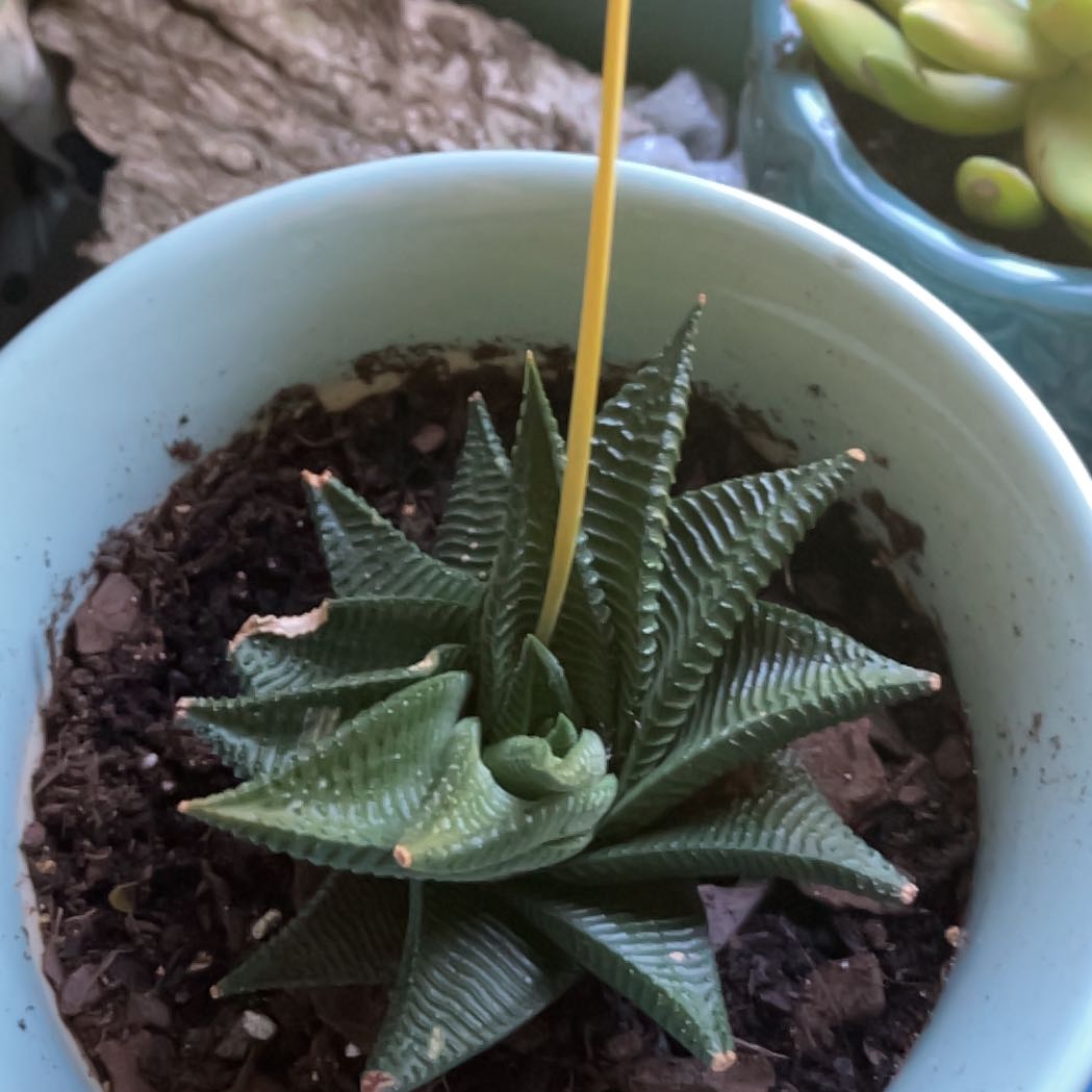 Photo of the plant species Haworthiopsis limifolia 'Twister' by @FancyShadbush98 named Robert Plant on Greg, the plant care app