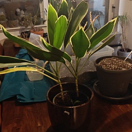 Photo of the plant species Conga Ti Plant by @Marleennnn named Pax on Greg, the plant care app